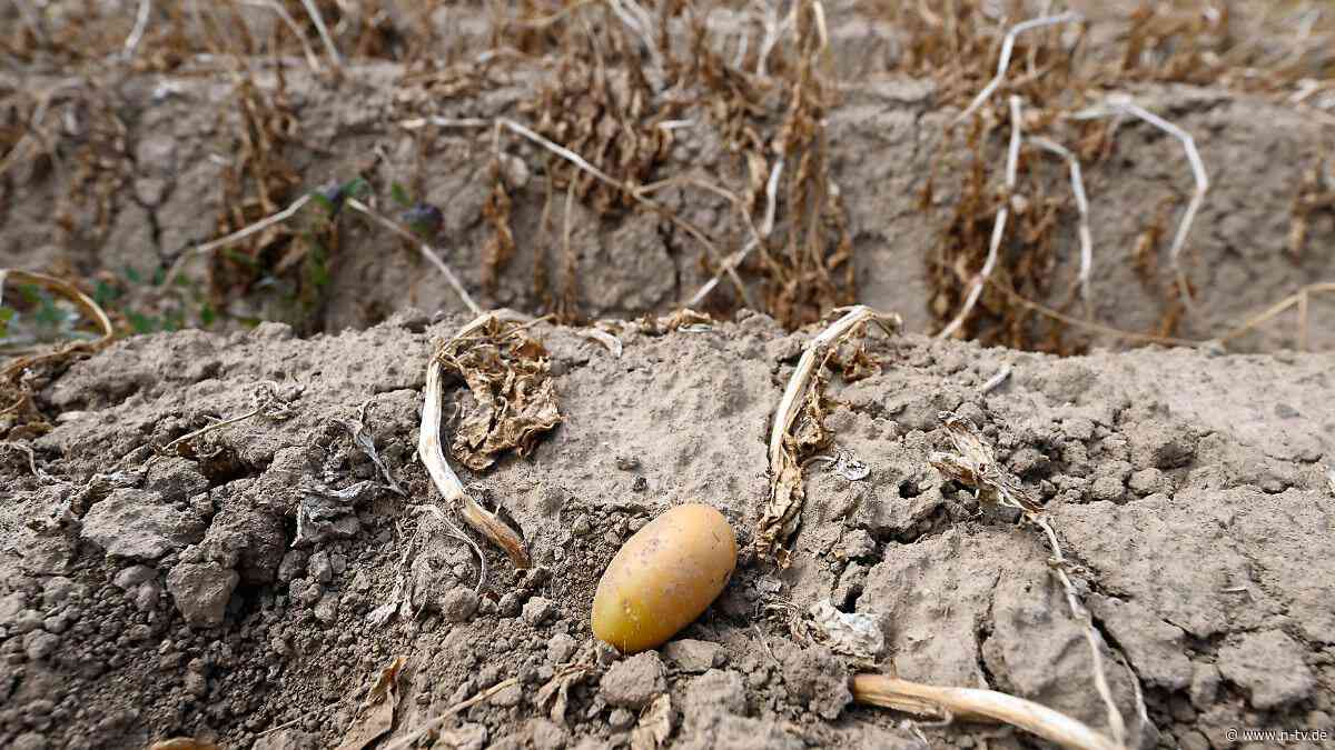 Deutschland besonders betroffen: Dürre lässt Kartoffelernte in Westeuropa um bis zu 20 Prozent einbrechen
