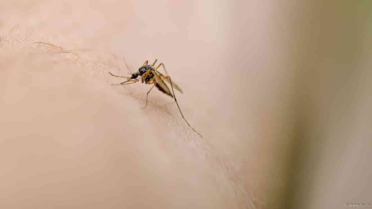 Persoon die via bloedtransfusie besmet raakte met westnijlvirus overleden