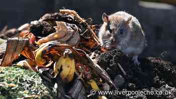 Keep rats out of your garden with 2 natural kitchen staples they can't stand