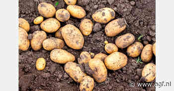 Russische aardappeloogst dreigt 1 miljoen ton kleiner uit te vallen
