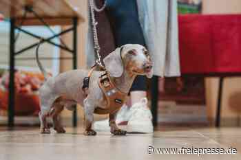 Tag des Hundes in Reichenbach: Tolles Rundum-Programm im Alten Reitstall
