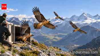 In 1986, captive-bred bearded vultures returned to the Alps; by 2021, 344 lived there wild-born