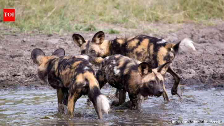 Three African wild dog brothers travelled 4,126 km; the longest recorded African mammal dispersal