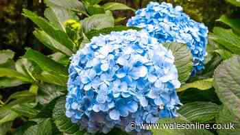 Welsh gardeners urged to add 1 natural item to soil to help hydrangeas thrive
