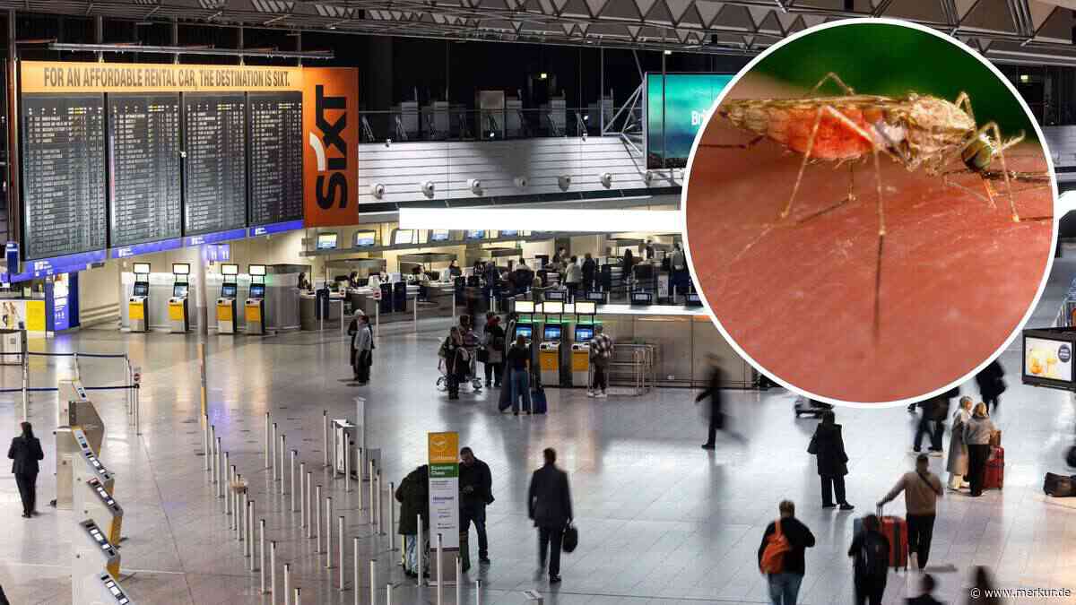 Malaria in Frankfurt: Erste Fälle abseits des Flughafens – Gesundheitsamt rät zu Mückenschutz