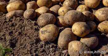 Slechtste aardappeloogst in 25 jaar in Vlaanderen door hitte en droogte