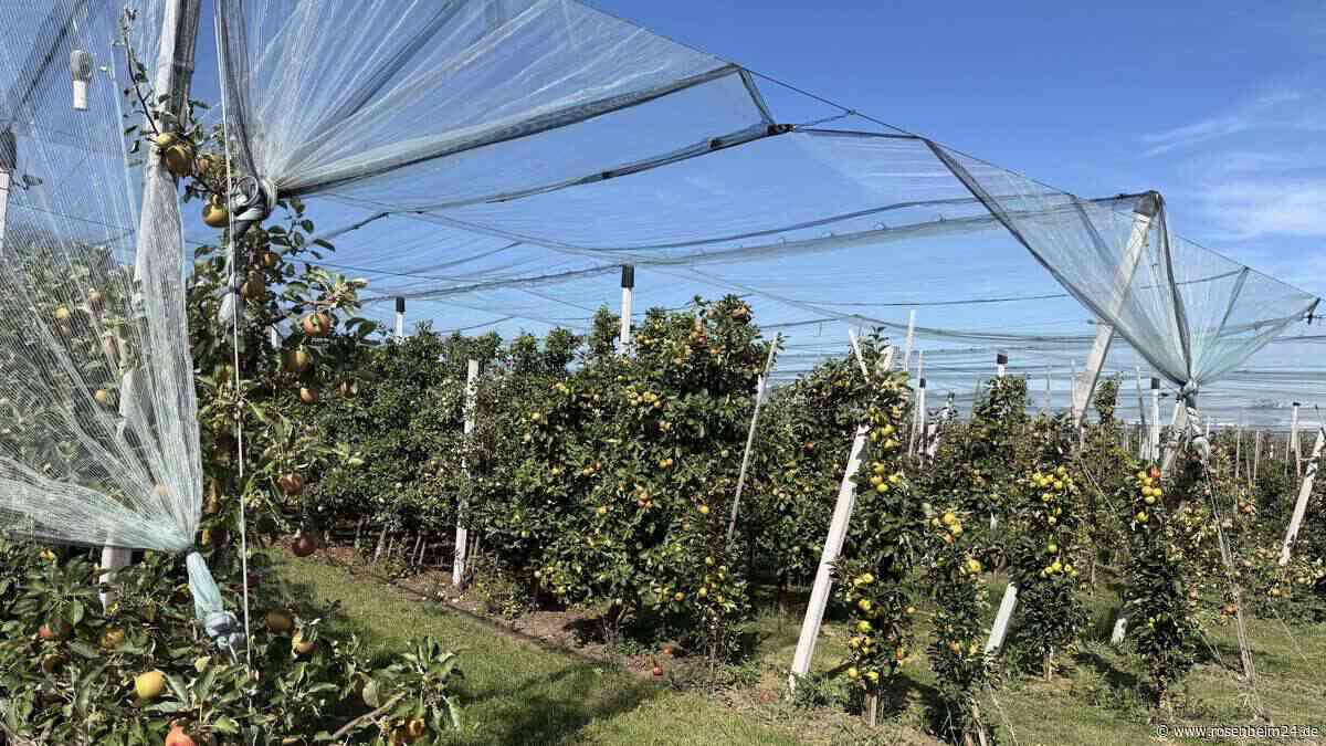 Kleine Äpfel, starke Zwetschgen: Wie der extreme Sommer die Ernte in Rosenheim gespalten hat