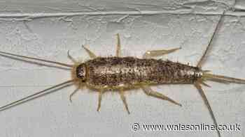 Avoid silverfish September infestation by using 24p vegetable 'capture' method