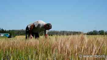 Less snow, less moisture: How a ‘super’ El Niño could impact central Alberta farmers