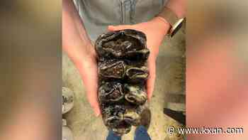 Massive Ice Age-era mastodon tooth found in creek