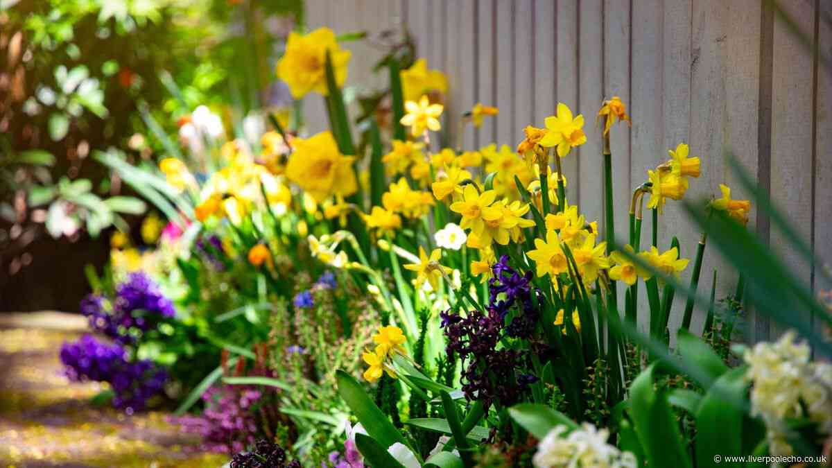 Monty Don shares essential September job for beautiful spring flowers next year