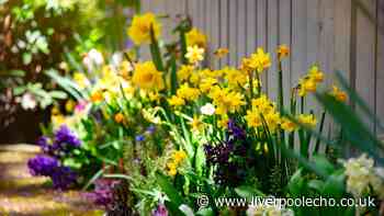 Monty Don shares essential September job for beautiful spring flowers next year