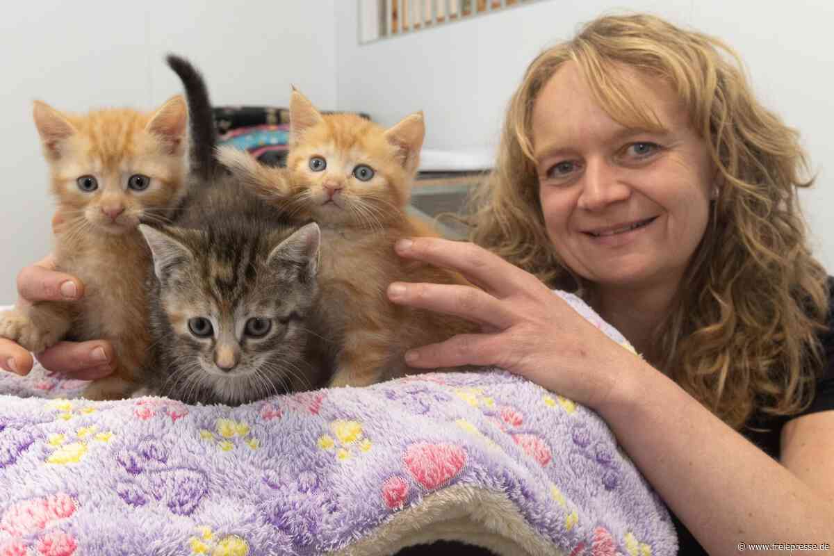 Tierheimfest im Erzgebirge: Was Besucher erwartet