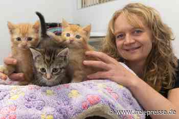 Tierheimfest im Erzgebirge: Was Besucher erwartet