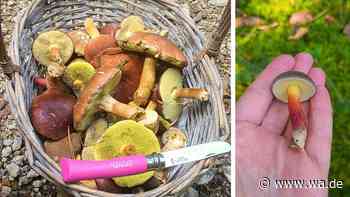 Pilze sammeln als Anfänger: Was Sie vorher wissen sollten – mit persönlichen Tipps