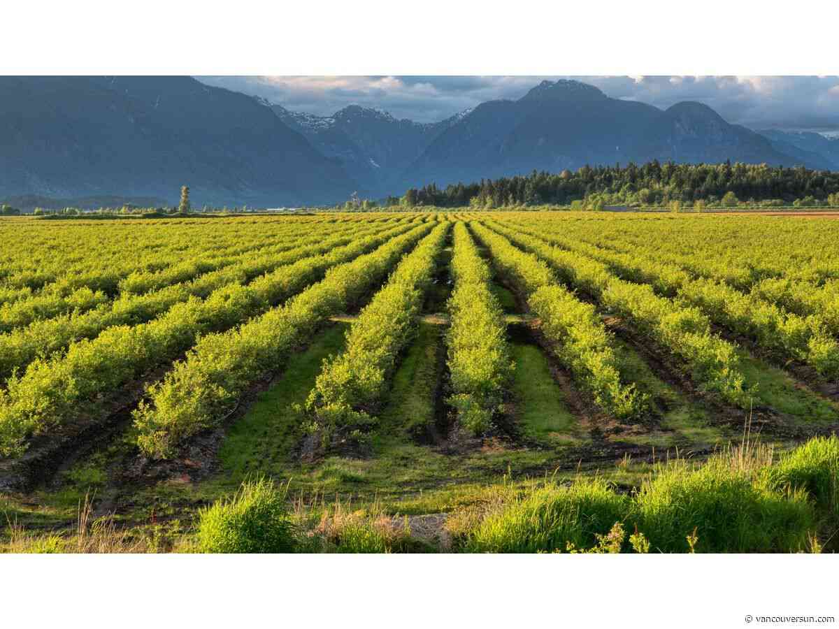 Opinion: Why some of B.C.'s farms are thriving and others won't weather the next storm
