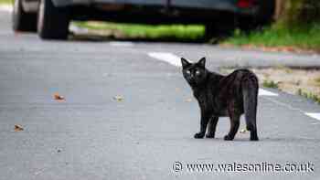 Key date for new cat law that would affect all drivers in UK