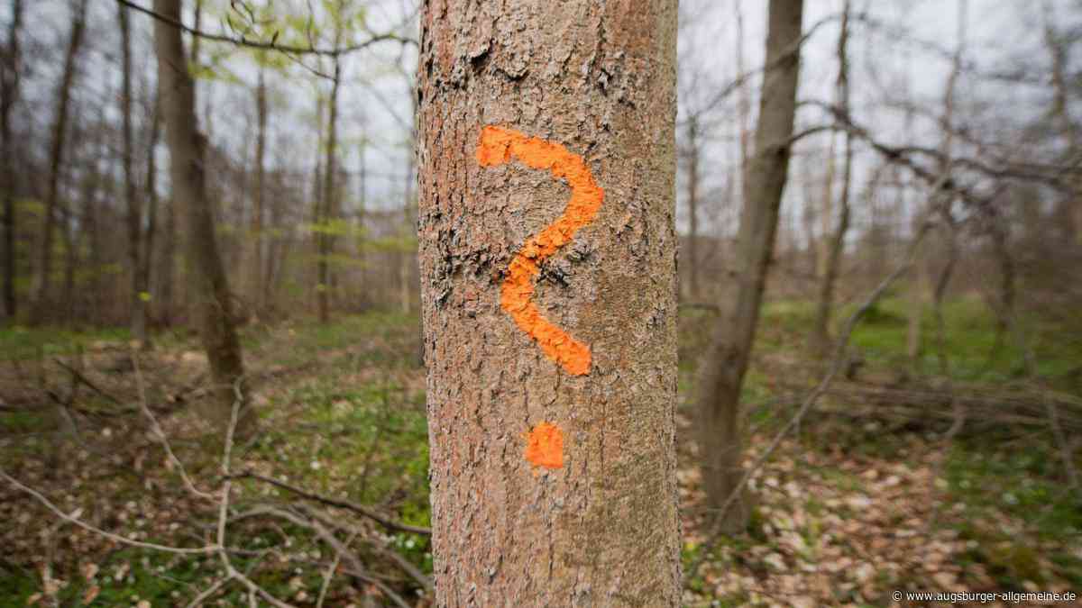 Gefahr für Leib, Leben und Sachwerte: Es kommt zum Kahlschlag an der Promenade in Babenhausen