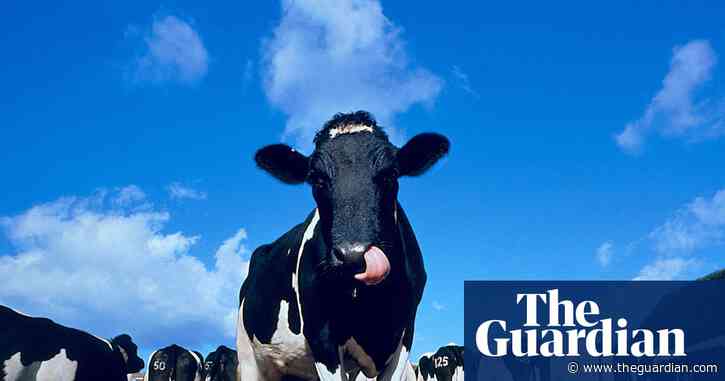 ‘It bloody works’: why the world’s oldest cheddar-maker uses a ‘milk-source’ heat pump