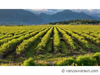 Opinion: Why some of B.C.'s farms are thriving and others won't weather the next storm