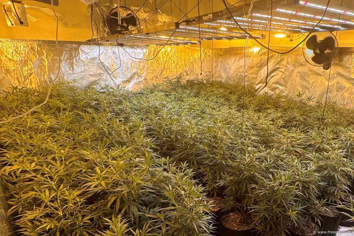 Reinsdorf: Millionenschwerer Cannabisfund führt hinter Gitter