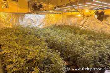 Reinsdorf: Millionenschwerer Cannabisfund führt hinter Gitter