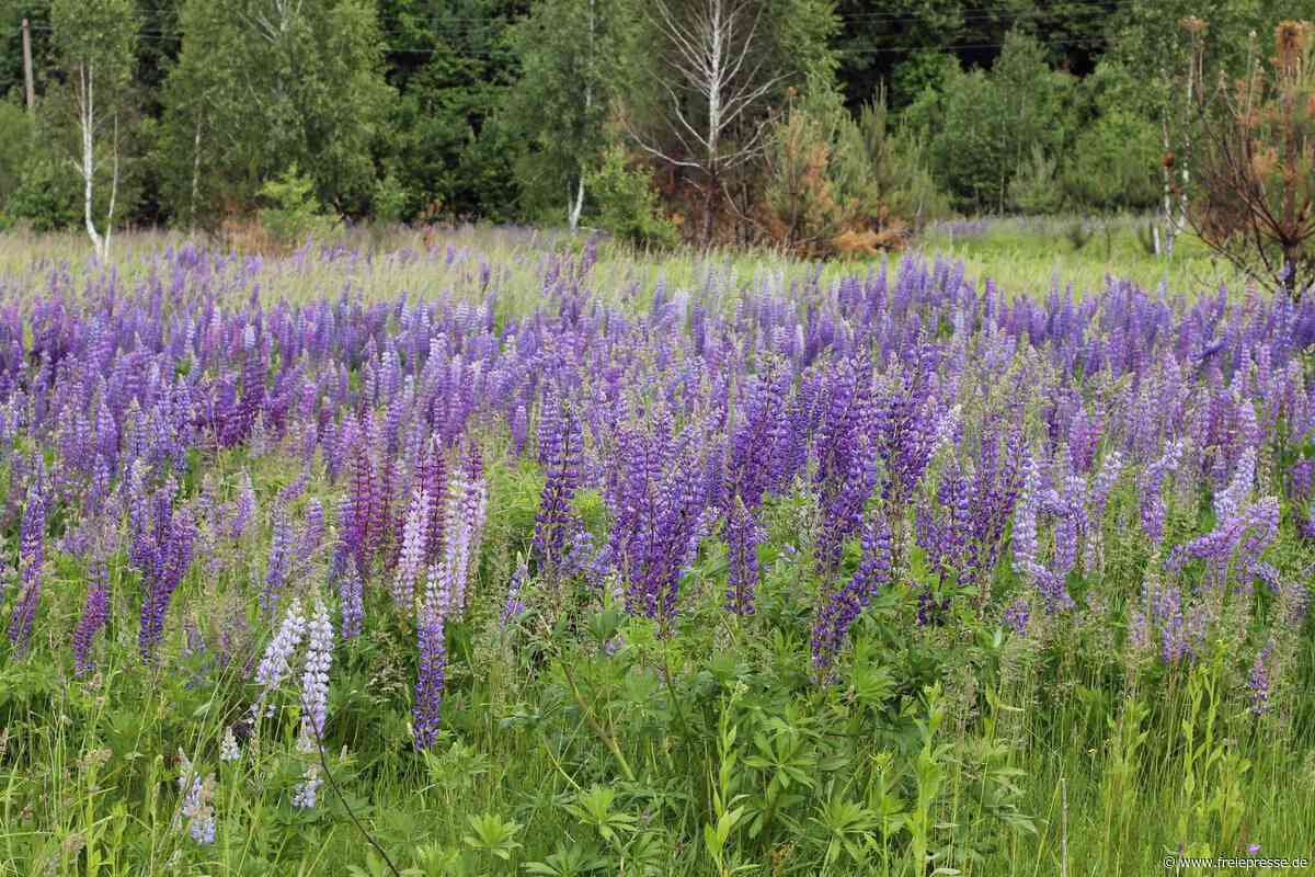 Akrobatik und Lupinen in Tharandt