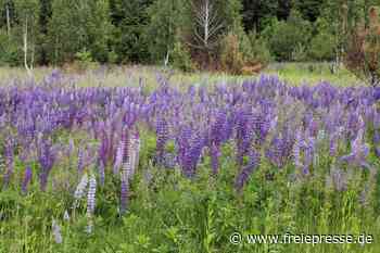 Akrobatik und Lupinen in Tharandt