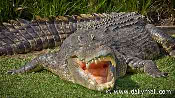 River home to 500 CROCODILES to host Olympic and Paralympic rowing and canoeing at 2032 Brisbane Games