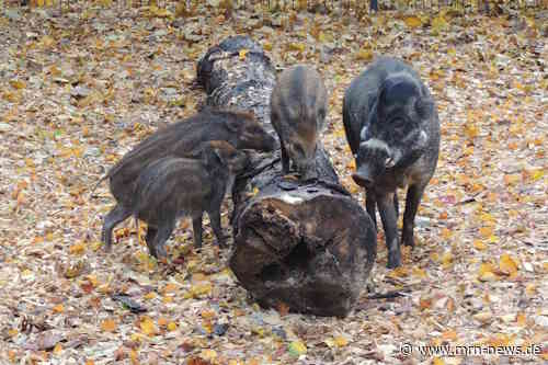 Landau – Afrikanische Schweinepest – Asiens einzigartige Wildschweinarten vor der Ausrottung – Wissenschaftliche Studie mit Beitrag aus Landau legt im Fachjournal Nature Reviews Biodiversity erstmals einen internationalen Rettungsplan vor