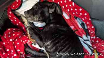 Llandysul man cries 'she's gone' as he carries dog he'd starved to death out of house