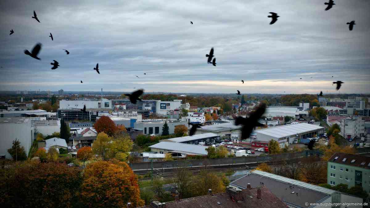 Die Stadt Vöhringen will Krähen nur in einem eng begrenzten Gebiet vergrämen