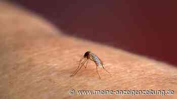 Dritter Malaria-Infizierter ist tot – Gesundheitsamt warnt und schaltet Hotline