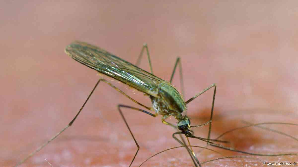Frankfurt am Main: An Malaria erkrankte Person gestorben