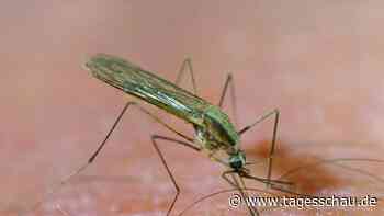 Frankfurt am Main: An Malaria erkrankte Person gestorben