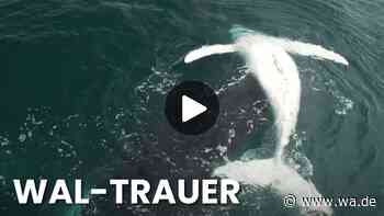 Buckelwal-Mutter trauert um totes Kalb – Video zeigt seltene Szene