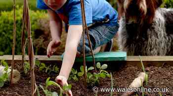 21 plants children and dogs need to avoid or risk illness