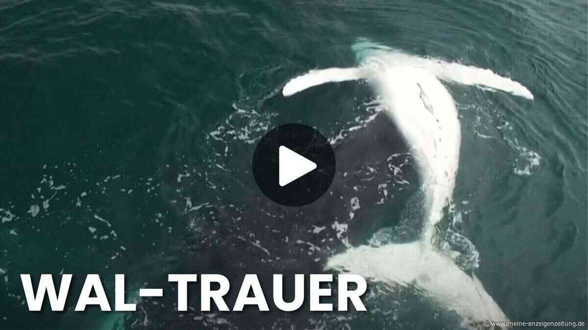 Buckelwal-Mutter trauert um totes Kalb – Video zeigt seltene Szene