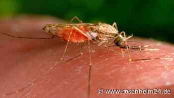Patient mit Flughafen-Malaria in Frankfurt gestorben