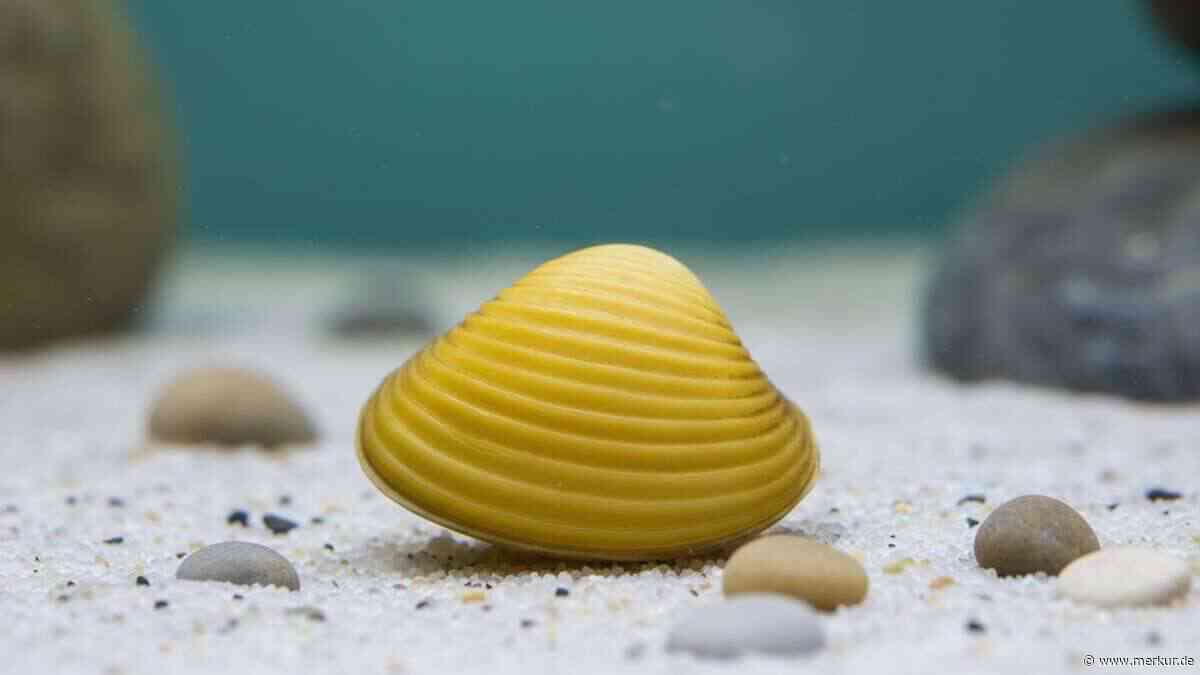 Muscheln im Süßwasseraquarium: Diese 10 Arten sind wunderschön und filtern auch noch Ihr Wasser