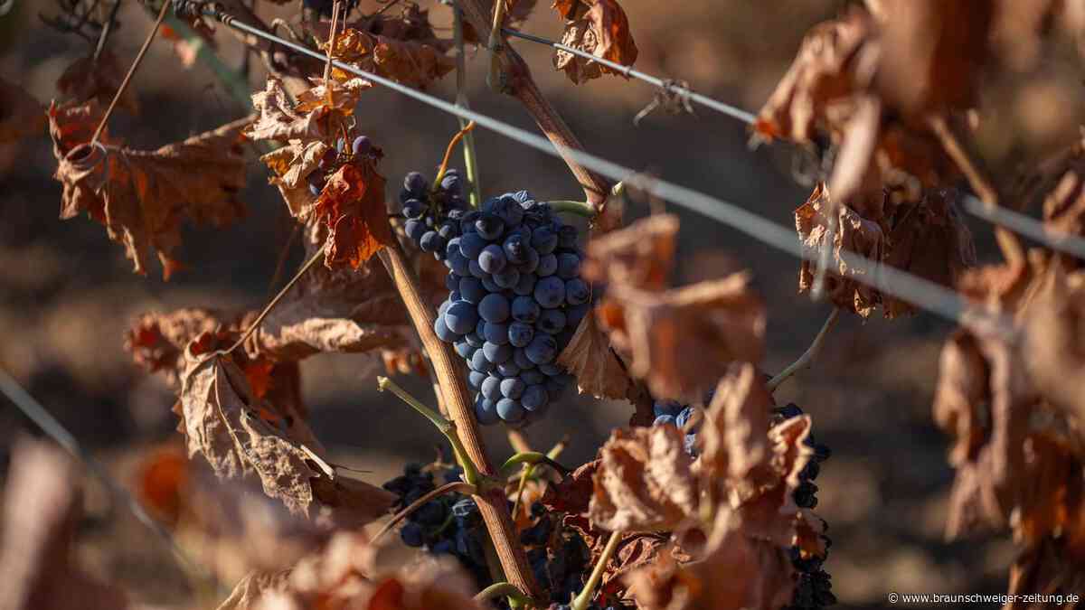Französische Winzer roden ihre Weinberge – und setzen auf diese Alternative