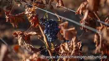 Französische Winzer roden ihre Weinberge – und setzen auf diese Alternative