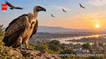 Millions of vultures vanished after a cattle drug, followed by 500,000 human deaths