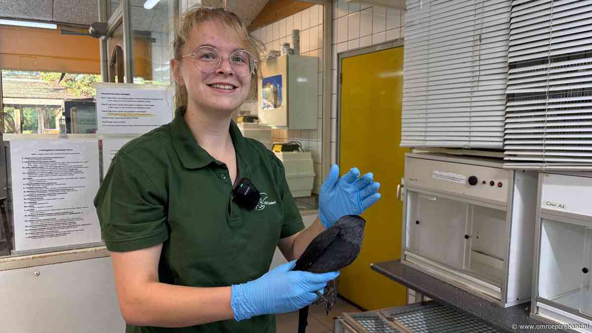 Steeds meer vogels met symptomen westnijlvirus in opvang Zundert