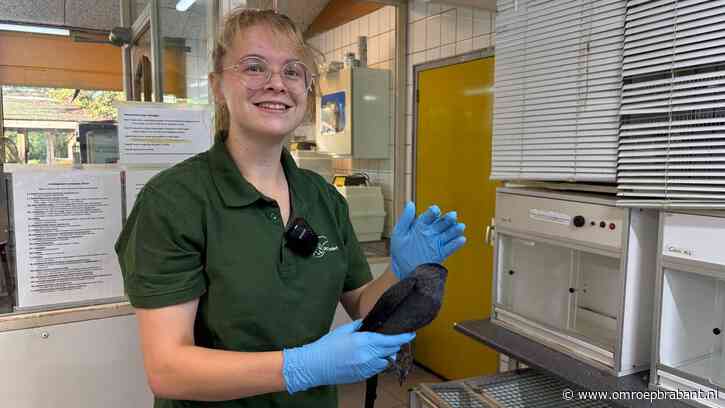 Steeds meer vogels met symptomen westnijlvirus in opvang Zundert
