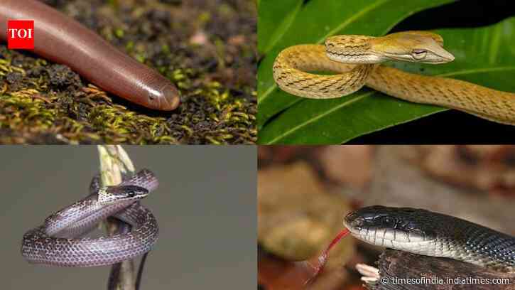 Snakes that love curling around your flower pots: 5 species you may spot in gardens and what attracts them