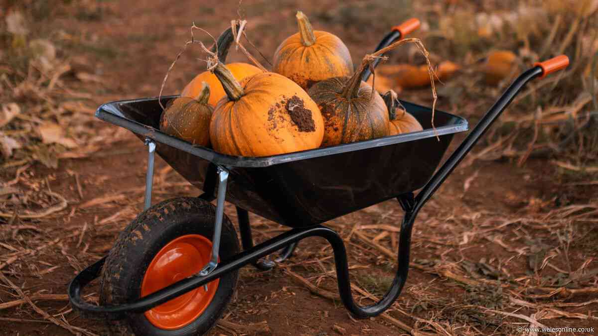 Welsh pumpkin patch is one of UK's best for 2026 and it's just £12 for a car full of people