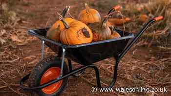 Welsh pumpkin patch is one of UK's best for 2026 and it's just £12 for a car full of people