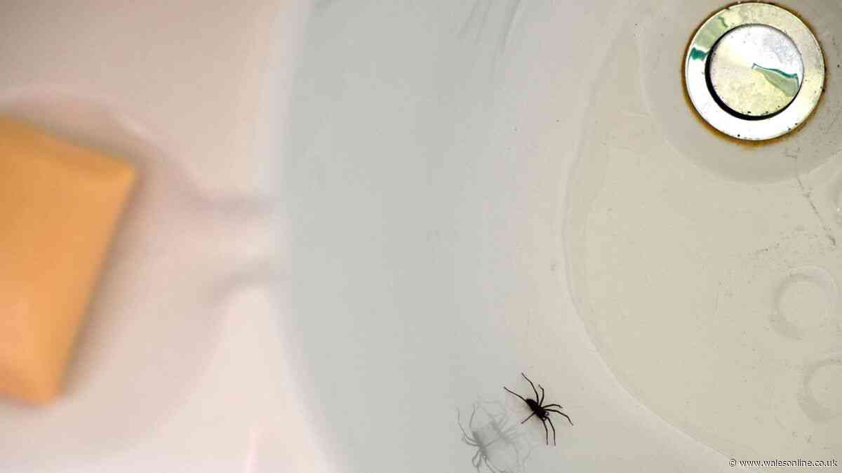 The overlooked 'quiet and dark' spot where spiders hide this month