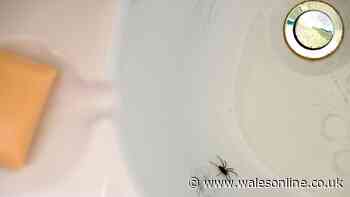 The overlooked 'quiet and dark' spot where spiders hide this month